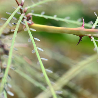 Jerusalem Thorn usually flowers in March and May with minor flowering throughout the year particularly following monsoon rainfall. As shown in the photo the tree has spines, typical of desert dwelling trees. Parkinsonia aculeata